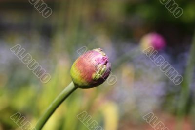 Allium bud