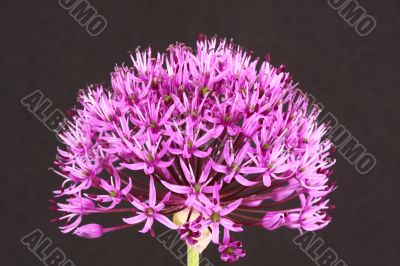 Allium