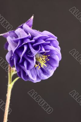 Aquilegia