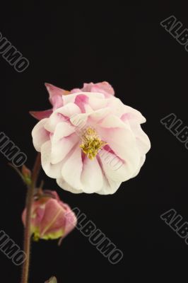 Aquilegia