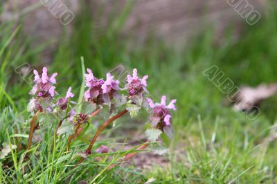 Red dead nettle lamium purpureum