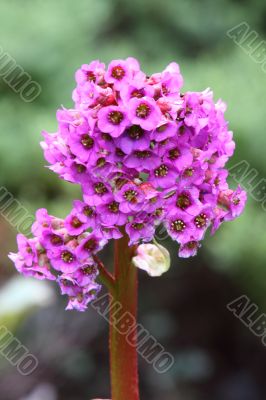 Bergenia cordifolia