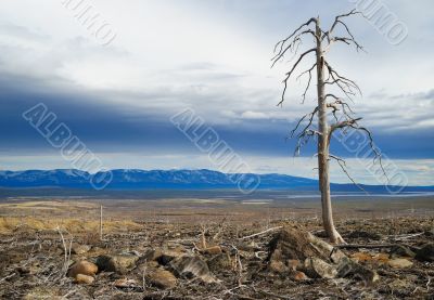 Old dead trees