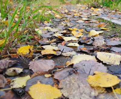 Autumn Leaves