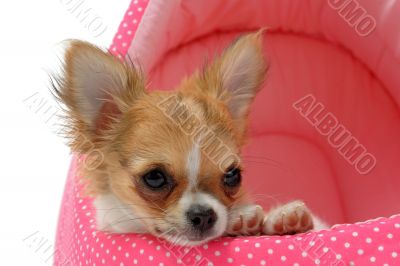 puppy chihuahua