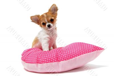 puppy chihuahua