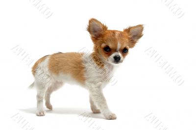 puppy chihuahua
