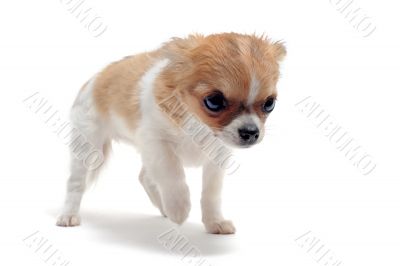 puppy chihuahua