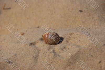 shell and sand beach
