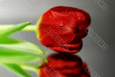 red flower