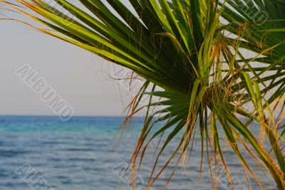 palm and sea