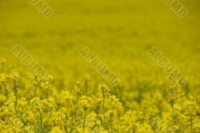 canola field