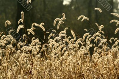 Foxtail weeds