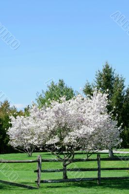 Flowering spring tree