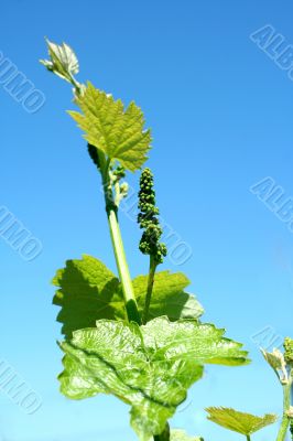 Grape vineyard in springtime