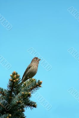 Small finch 