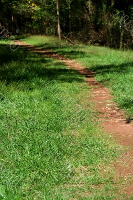 Trail through the woods