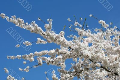 Flowering spring tree