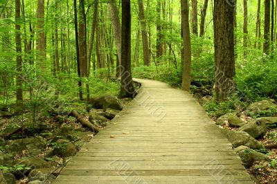 Wooden bridge in the woods