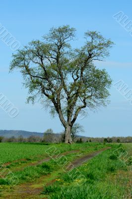 Lone tree in a field
