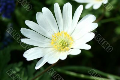 White flower