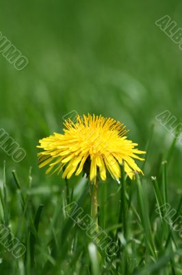 Yellow dandelion in grass