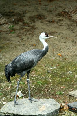 Crane