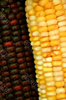 Indian corn background