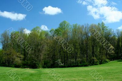 Spring trees with blue sky