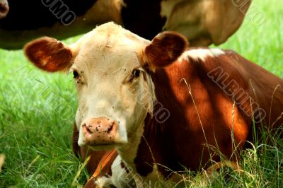 Cow in a field