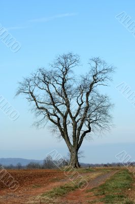 Single tree in a field