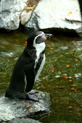 Penguin