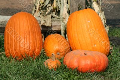 Pumkins
