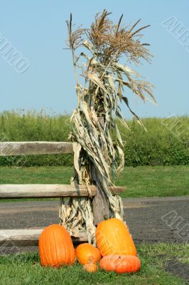 Pumkins and corn stalks