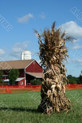 Cornstalks and barn