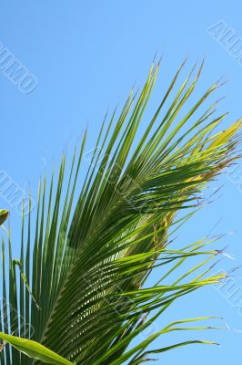 Palm Frond