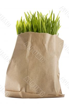 Organic Wheat Grass