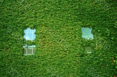 Ivy covered building