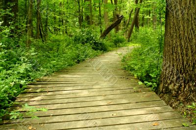 Wooden bridge in the woods