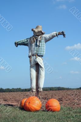 Scarecrow and pumpkins