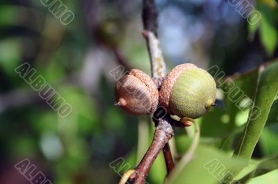 Acorns
