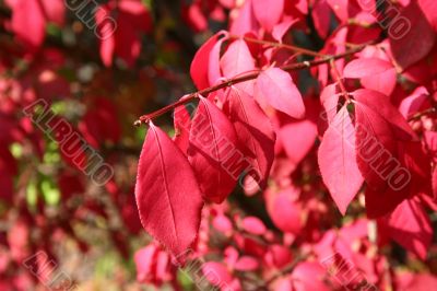 Red Leaves