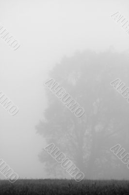 Foggy tree
