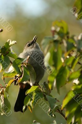 Gray catbird