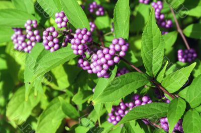 Berries
