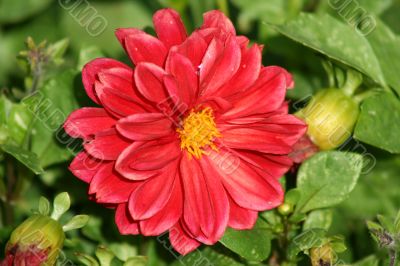 Red Gerber Daisy 