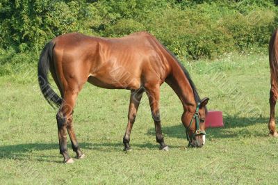 Brown Horse