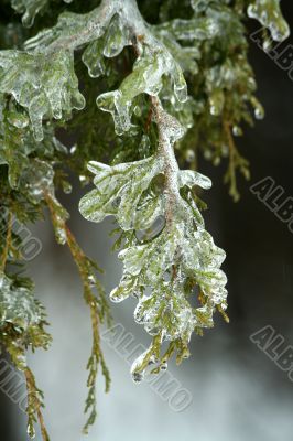 Ice coated tree branches