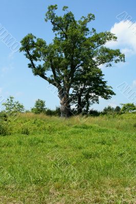The Devils tree