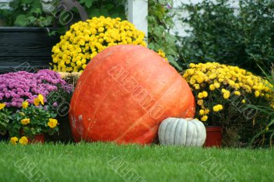 Pumpkin and mums